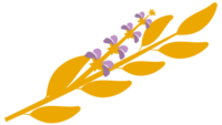 Sage-in-Gold